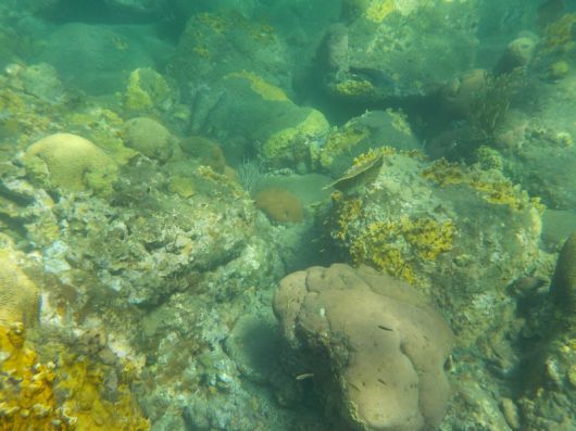 Why restoring Corals and Mangroves is more than needed...