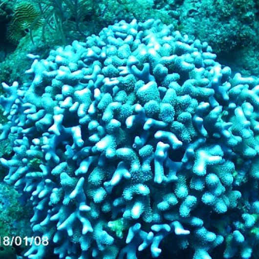 LIFE Adapt Island (restoration of eco-systems)