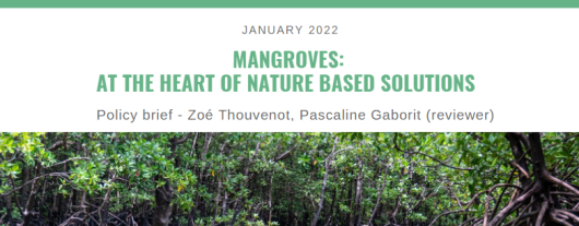 POLICY BRIEF N°6 - MANGROVES: AT THE HEART OF NATURE-BASED SOLUTIONS