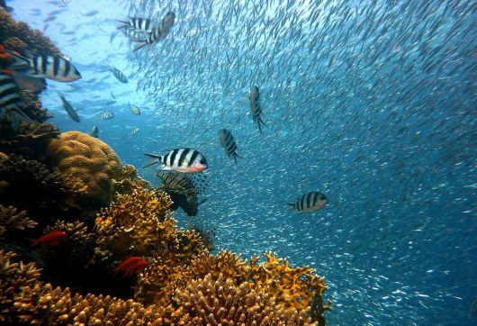 POLICY BRIEF N°4 - THE PRESERVATION OF MARINE ECOSYSTEMS: A COMPARATIVE APPROACH OF INNOVATIVE SOLUTIONS