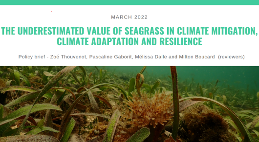 POLICY BRIEF N°8 - THE UNDERESTIMATED VALUE OF SEAGRASS IN CLIMATE MITIGATION, CLIMATE ADAPTATION AND RESILIENCE